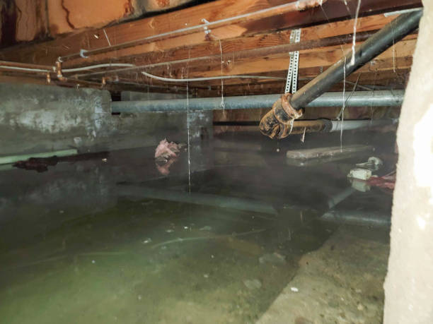 Best Fire Damage Restoration  in Castle Rock, CO