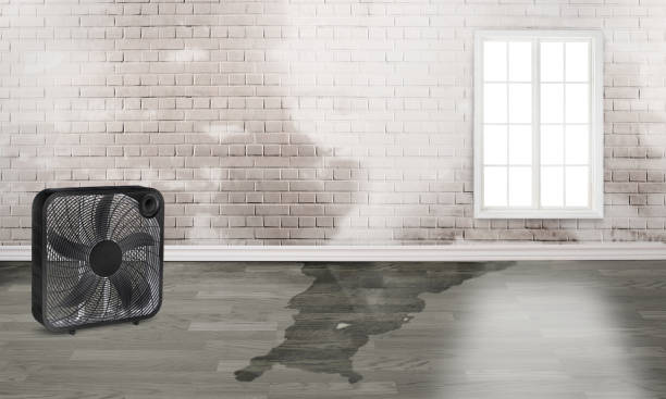 Best Water damage contractors near me  in Castle Rock, CO